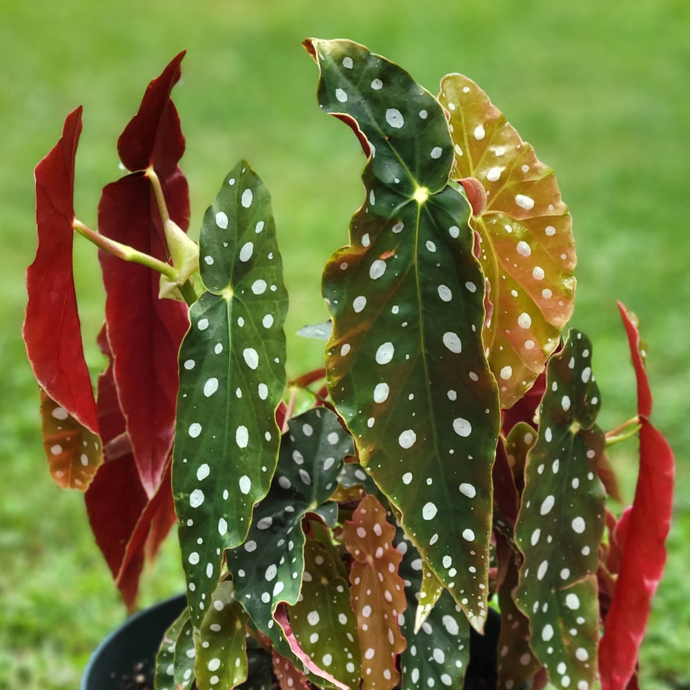 PLANT - Begonia Maculata