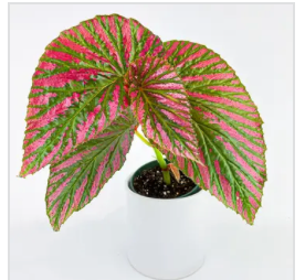 PLANT - Begonia Exotica