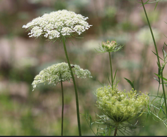 Queen Anne's Lace