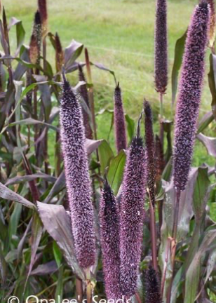 Millet / Foxtail
