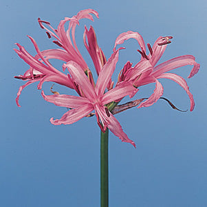 Nerine