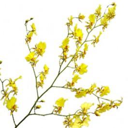 Oncidium Orchid Stem (Yellow)